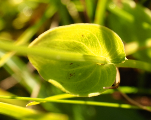 Sumpf-Herzblatt, Parnassia palustris Blatt